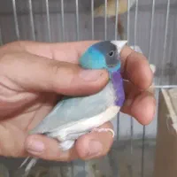 یک جفت فنچ گلدین مولد