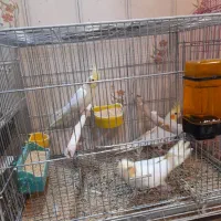 عروس هلندی مولدوتکفروشی