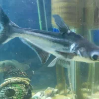 پنگوسی گیاه خوار