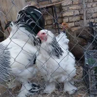 مرغ و خروس برهما|حیوانات مزرعه|خرمدشت, |دیوار