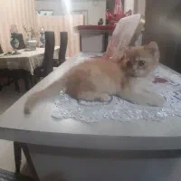 توله گربه بریتیش گلد|گربه|تبریز, |دیوار