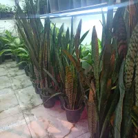 سانسوریا شمشیری سبز و ابلق و کراواتی|گل و گیاه طبیعی|بندر ماهشهر, |دیوار