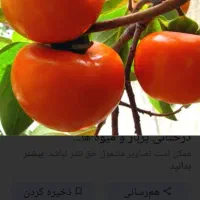 خرمالورودرخت ارگانیگ ارگانیگ|خوردنی و آشامیدنی|رشت, آب و برق|دیوار