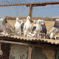 کفتر پرشی خش خال