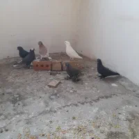 کبوتر
