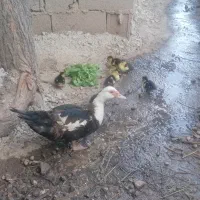 جوجه اردک