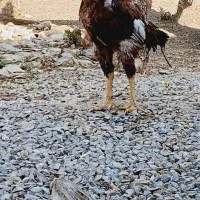 خروس جوان و سالم