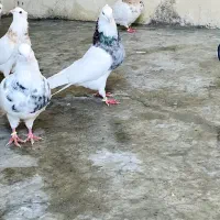 طوقی الماثی نر معاوضه و فروش با ضمانت