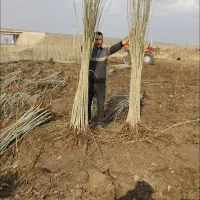 همه رقم نهال با قیمت تولید