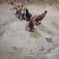 مرغ