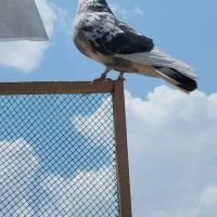 کبوتر نرو ماده با جوجه