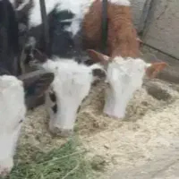 فروش سیرابی و کله پاچه گوسفندی