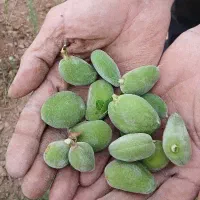 چغاله بادام