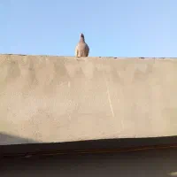 رواعب یا راعبی پیدا شده