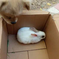 چند عدد خرگوش|موش و خرگوش|آشخانه, |دیوار