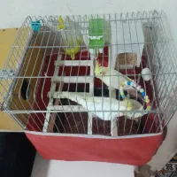 طوطی عروس لوتینو جفت