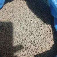 عدس درجه یک مختار