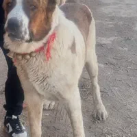 سگ الابای روس اصیل