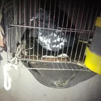 یک جفت کفترباجوجه اش معاوصه باگوشی