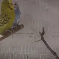 قناری فنچ مرغ عشق  عروس قفس