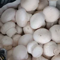 قارچ فله درجه ۱ از تولید به مصرف