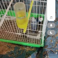 طوطی کوتوله سر تخم گذاری