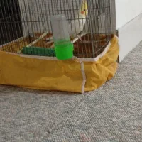 عروس هلندی|پرنده|شیراز, گلکوب|دیوار