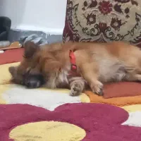 واگذاری سگ پامرین