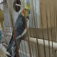 طوطی|پرنده|جلفا, |دیوار