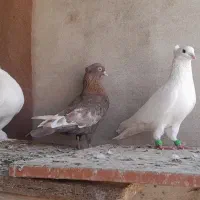 کبوتر رنگی
