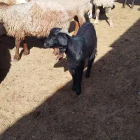 دو عدد بزغاله ماده|حیوانات مزرعه|سبزوار, قصبه شرقی|دیوار