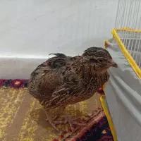 بلدرچین بالغ ماده|پرنده|تایباد, |دیوار