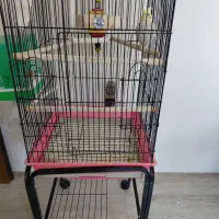 عروس هلندی پاستیل فیس ایزابلا|پرنده|میاندوآب, |دیوار