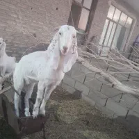 فروش کولار پاکستانی اصیل