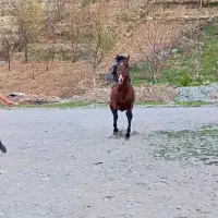 اسب نریان