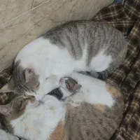 واگذاری گربه