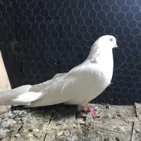 طوقی سفید چشم سفید|حیوانات|نمین, |دیوار