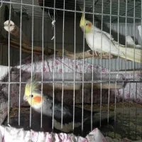 دو تا جوجه طوطی عروس هلندی|پرنده|فریدون‌کنار, |دیوار