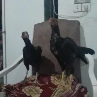 دو عدد جوجه لاری|حیوانات مزرعه|کرمانشاه, |دیوار