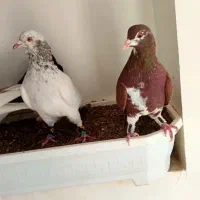 کبوتر پرشی|پرنده|بجنورد, |دیوار