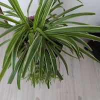 گیاهان آپارتمانی با گلدان های زیبا قیمت مناسب|گل و گیاه طبیعی|کرج, گلشهر|دیوار