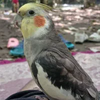عروس هلندی نر سخنگو