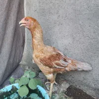 مرغ ترک اصیل