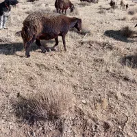 دوراس میش غزل افشار ابستن|حیوانات مزرعه|داران, |دیوار