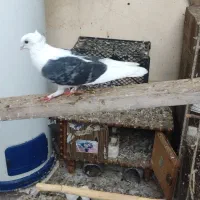 کبوتر بلژیکی ماده