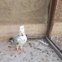 سه عدد کبوتر فروشی|پرنده|قم, باغ کرباسی|دیوار