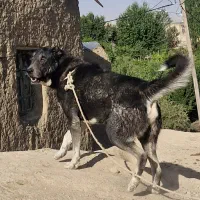 سگ.|سگ|بیجار, |دیوار