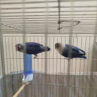 برزیلی نقابدار (جفت)