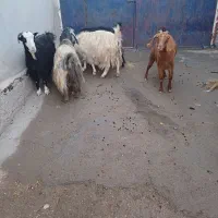 بز داشتی|حیوانات مزرعه|ماهیدشت, |دیوار