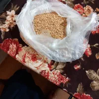 گندم بذری اراز ۱۲تن|خدمات باغبانی و درختکاری|گنبد کاووس, |دیوار